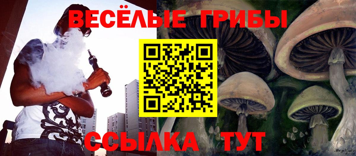 Сегежа  Псилоцибиновые грибы мицелий  Вход с VPN  Псилоцибиновые грибы Psilocybine cubensis 